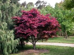 Check spelling or type a new query. Acer Palmatum Atropurpureum Japanese Maple Leafland Wholesale Tree Nursery