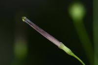 Image result for Schwenckia