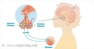 Image result for Hyperprolactinemia