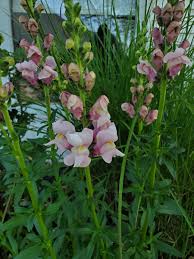 Image result for Antirrhinum majus