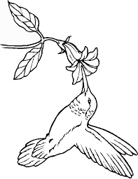 They are called hummingbirds due to the sound created by their rapidly beating wings. Hummingbird Coloring Pages Printable Novocom Top