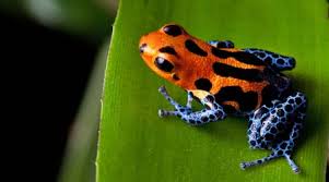 Animals in tropical rainforests can be as diverse as exotic birds, colorful frogs, large insects, and large cats. Rainforests Animals For Primary Children