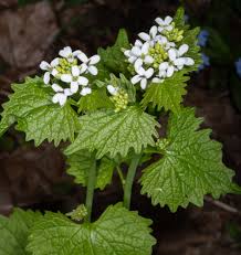 Image result for Setaria petiolata