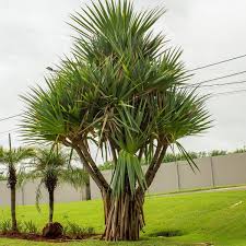 Image result for Pandanus utilis