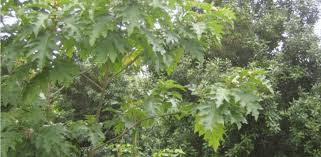 Image result for Solanum chrysotrichum