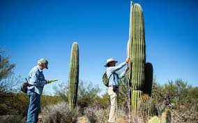 Let's explore this desert giant. Will Arizona S Saguaros Survive Climate Change And Drought Elemental