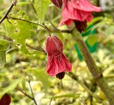 Image result for Abutilon sp.no.1