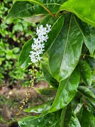 Image result for Citharexylum