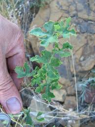 Image result for Coccinia rehmannii