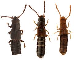 Image result for Tinnea eriocalyx