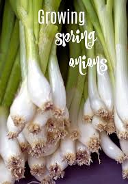 The white part of the green onion is a common flavoring in mexican, chinese, korean, and british cuisine, often serving as an aromatic base of a dish. Growing Spring Onions Tips Trimming What Is A Spring Onion