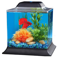 Betta fish tanks can be quite amazing with the addition of plants! Imagitarium 1 4 Gallon Betta Aquarium Petco