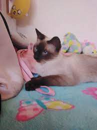 Mi Gatita Gatos Gato Bonito Grillos