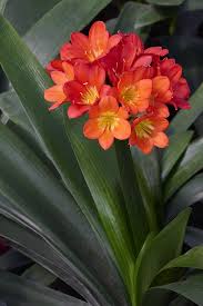 Image result for clivia