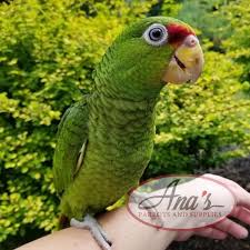 Mexican red headed amazon shares many physical similarities with the rest of their family. Red Crowned Amazon Ana S Parrots Supplies