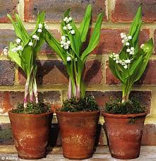 How do one get rid of lilly of valley plants? What To Do This Week Plant Lily Of The Valley Daily Mail Online