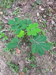 Image result for Senna obtusifolia