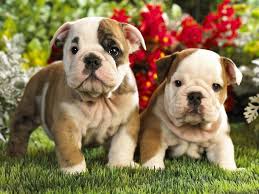 New and used items, cars, real estate, jobs, services cane corso x american bulldog puppies for sale. American Bulldog And Dog Supplements For Bulldog Puppies