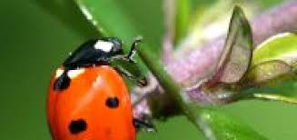 Abends eine leichte creme verwenden, die gegen rötungen hilft. Pickelmale Entfernen Hausmittel Gegen Pickelmale Und Pickelnarben Hausmittelhexe Hausmittel Pickel Naturliche Hausmittel