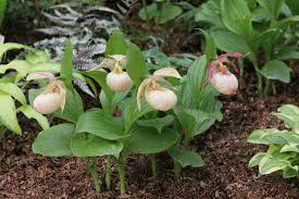 Image result for Dierama parviflorum