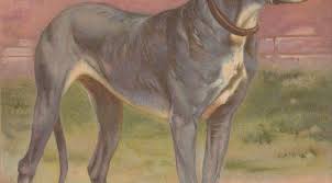 Great Dane Dog Antique Dog Lithograph Art Print 1892 Etsy In 2020 Dane Dog Great Dane Dogs Great Dane