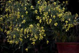 Image result for Crotalaria anthyllopsis