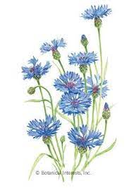 Bachelor S Button Blue Boy Heirloom Seeds Flower Painting Flower Graphic Design Flower Art