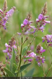 Image result for Desmodium