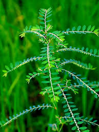 Image result for Phyllanthus amarus