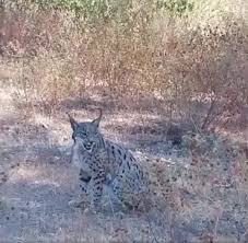 The paris cast the oslo cast the original german cast the australien cast the spanish cast the japanese cast the. On The Trail Of Andalucia S Big Cat Has Iberian Lynx Returned To Spain S Iconic City Of Ronda Olive Press News Spain
