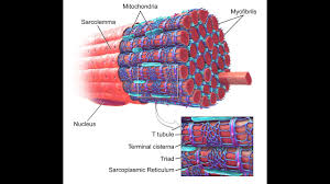 Muscles Part 3: The structure of muscle fiber