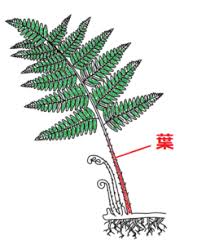シダ植物とは 中学生向けに解説