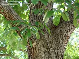 Maybe you would like to learn more about one of these? Plant Identification Closed South Texas Large Tree 1 By Premierman1