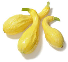 Maybe you would like to learn more about one of these? Organic Summer Crookneck Squash Cucurbita Maxima The Living Seed Company Llc