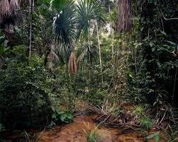 Jump to navigation jump to search. Ambroise Tezenas Serie Commissions Rain Forest Around Manicore