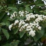 Image result for Cordia afra