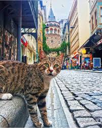 Istanbul Fotograf Mustafa Tayfun Ozcan Fotograf Istanbul Kedi