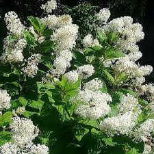 Image result for Ceanothus