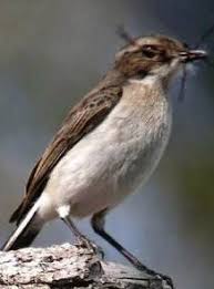 It is found in the indian subcontinent. Tips Mengetahui Perbedaan Fisik Burung Decu Kembang Jantan Dan Betina Kicau Mania