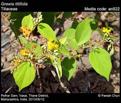 Image result for Grewia holtzii