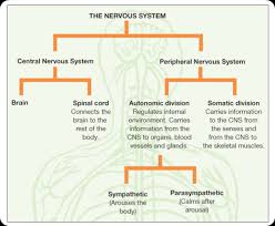 Parts Of Nervous System Chart Www Bedowntowndaytona Com