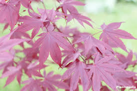 Fall applications of fertilizer are not more effective than spring applications for red maple and. Japanese Maple Tree Acer Palmatum How To Plant And Care Plantopedia