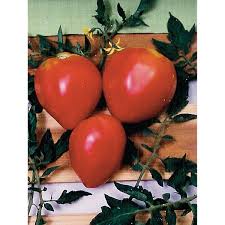 ( 5 customer reviews) first ship date is march 22. Pink Oxheart Tomato Seeds Ne Seed