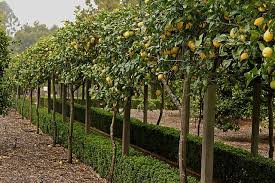 Lemon Arbor Espalier Fruit Trees Garden Trees Eureka Lemon Tree