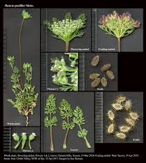 Image result for Daucus incognitus