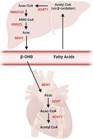 Frontiers | Ketone Body Metabolism in the Ischemic Heart