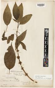 Image result for Ochthocharis dicellandroides