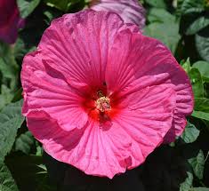 Image result for Hibiscus noldeae