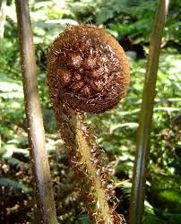 Image result for Cyathea manniana