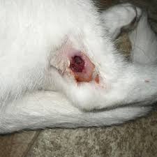 Cat bitten by brown recluse spider